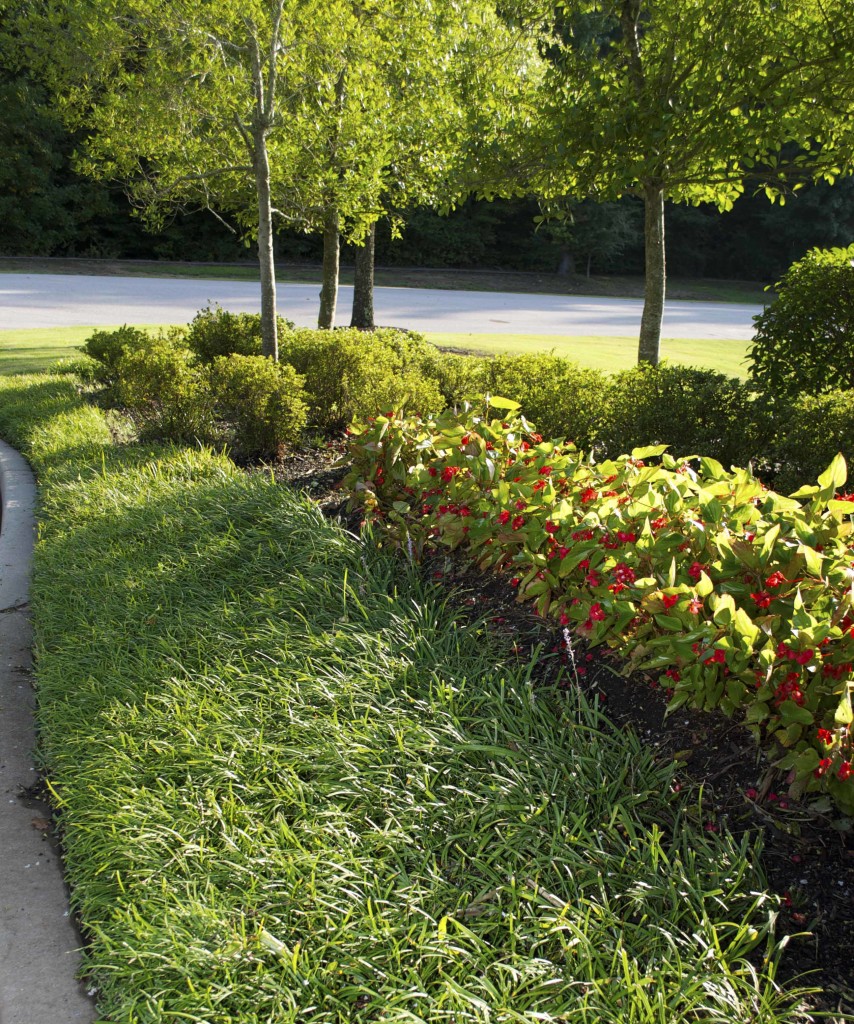 12 Plants for Clay Soil â€¢ Queen Bee of Honey Dos