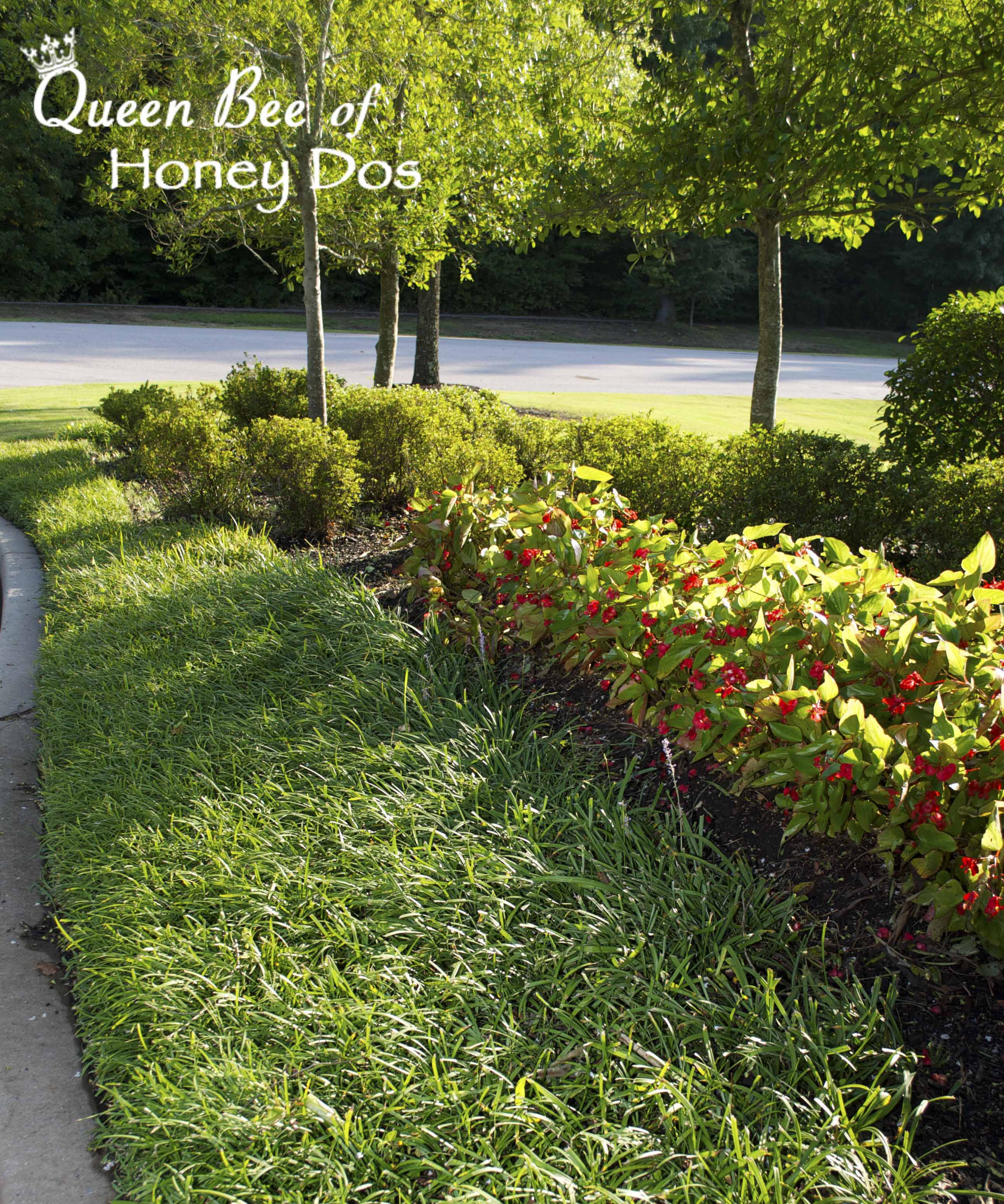 12 Plants for Clay Soil • Queen Bee of Honey Dos