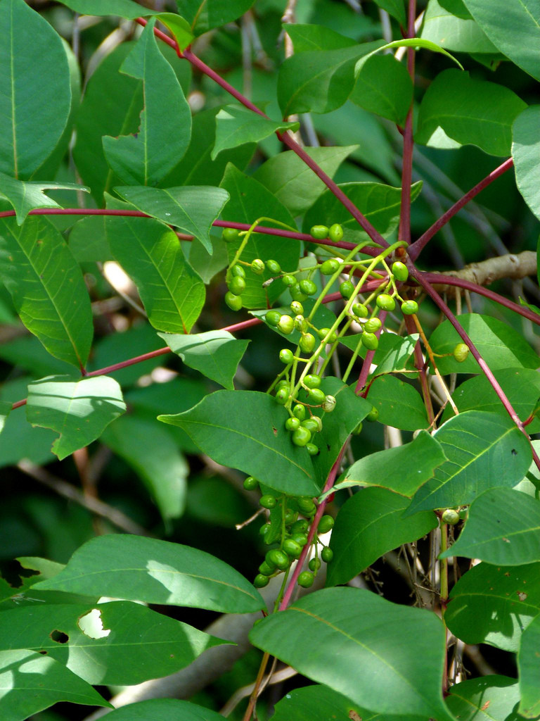 Getting Rid of Poison Ivy, Oak &amp; Sumac • Queen Bee of