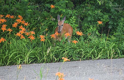 10 Plants Deer Love to Eat • Queen Bee of Honey Dos